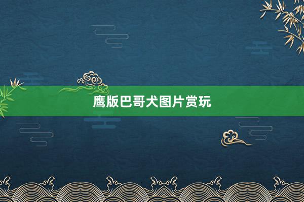 鹰版巴哥犬图片赏玩
