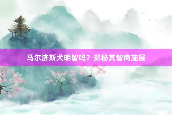 马尔济斯犬明智吗？揭秘其智商施展